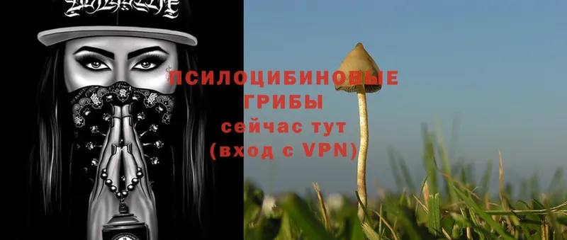 дарнет шоп  Калязин  Галлюциногенные грибы Psilocybine cubensis 